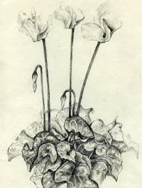 Cyclamen